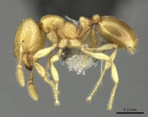 Solenopsis pawaensis specimen CASENT0199658 image casent0199658_3