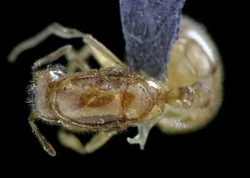 Solenopsis pergandei specimen ANTWEB1041518 image antweb1041518_1