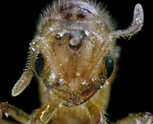Solenopsis pergandei specimen ANTWEB1041518 image antweb1041518_2
