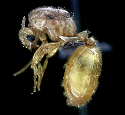 Solenopsis pergandei specimen ANTWEB1041518 image antweb1041518_3