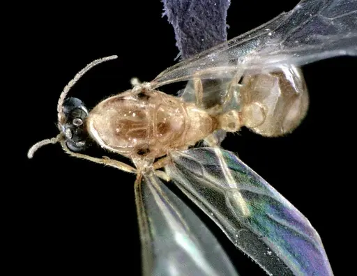 Solenopsis pergandei specimen ANTWEB1041519 image antweb1041519_1
