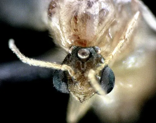 Solenopsis pergandei specimen ANTWEB1041519 image antweb1041519_2