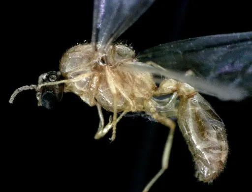Solenopsis pergandei specimen ANTWEB1041519 image antweb1041519_3