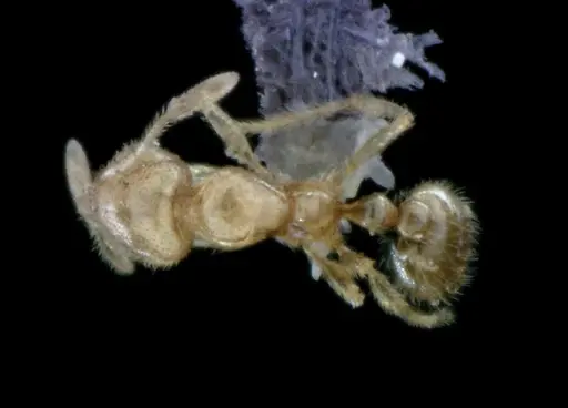 Solenopsis pergandei specimen ANTWEB1041520 image antweb1041520_1