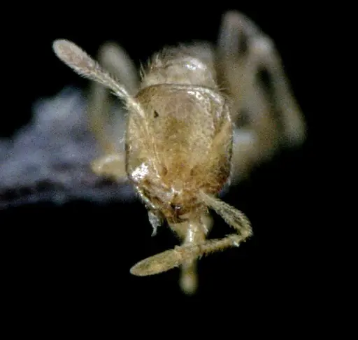 Solenopsis pergandei specimen ANTWEB1041520 image antweb1041520_2