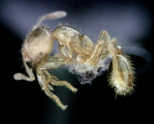 Solenopsis pergandei specimen ANTWEB1041520 image antweb1041520_3