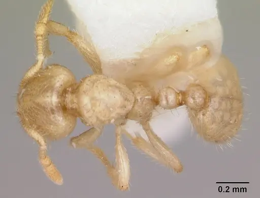 Solenopsis pergandei specimen CASENT0103157 image casent0103157_1