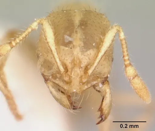 Solenopsis pergandei specimen CASENT0103157 image casent0103157_2