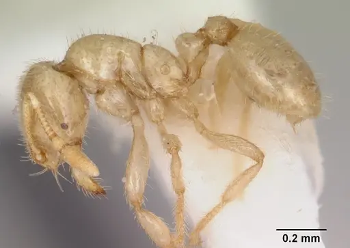 Solenopsis pergandei specimen CASENT0103157 image casent0103157_3