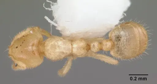 Solenopsis pergandei specimen CASENT0104506 image casent0104506_1