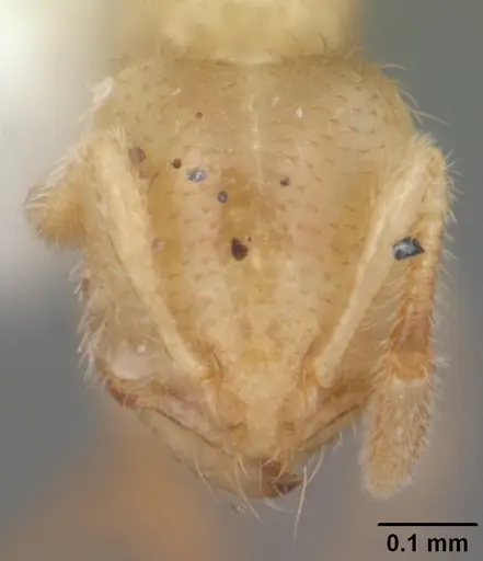 Solenopsis pergandei specimen CASENT0104506 image casent0104506_2