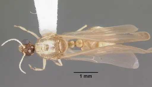 Solenopsis pergandei specimen CASENT0104507 image casent0104507_1