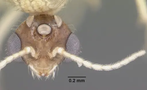 Solenopsis pergandei specimen CASENT0104507 image casent0104507_2