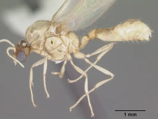 Solenopsis pergandei specimen CASENT0104507 image casent0104507_3