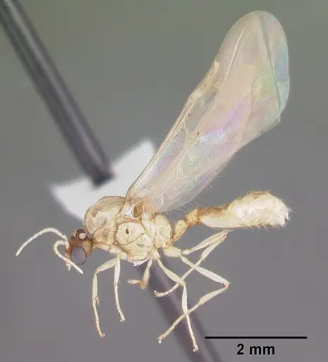 Solenopsis pergandei specimen CASENT0104507 image casent0104507_4
