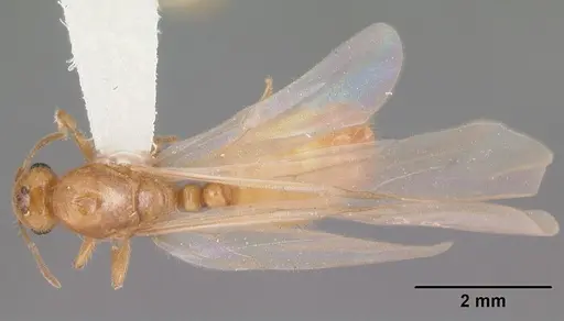 Solenopsis pergandei specimen CASENT0104508 image casent0104508_1