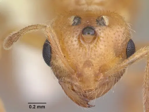 Solenopsis pergandei specimen CASENT0104508 image casent0104508_2