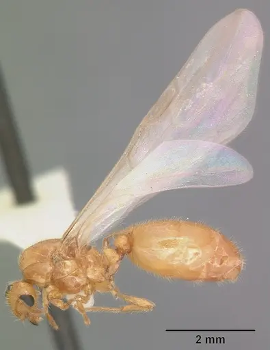 Solenopsis pergandei specimen CASENT0104508 image casent0104508_4