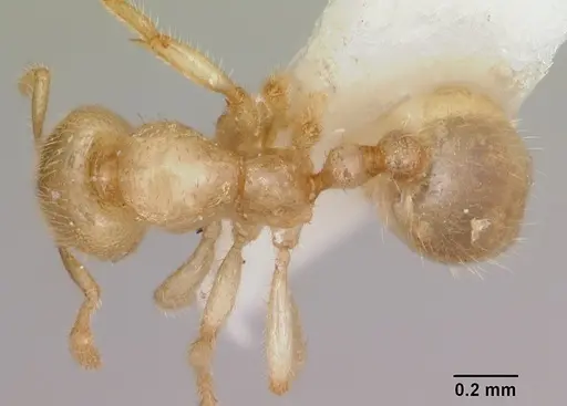 Solenopsis pergandei specimen CASENT0105855 image casent0105855_1