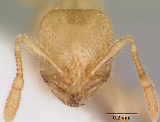 Solenopsis pergandei specimen CASENT0105855 image casent0105855_2