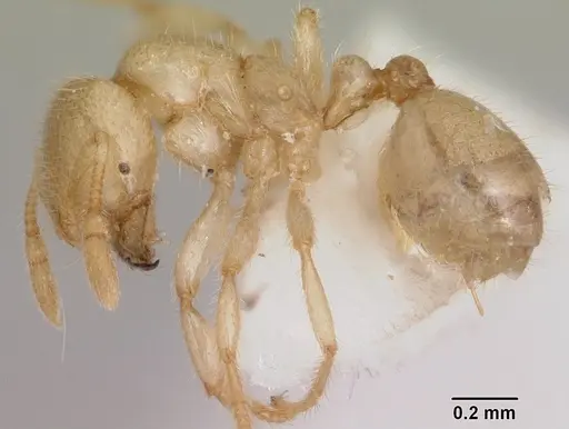 Solenopsis pergandei specimen CASENT0105855 image casent0105855_3