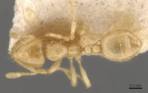 Solenopsis pergandei specimen CASENT0908842 image casent0908842_1