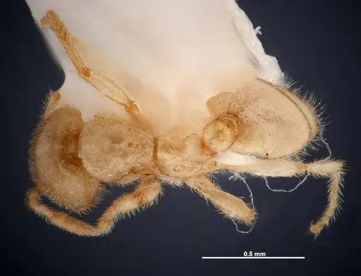 Solenopsis pergandei specimen FMNHINS0000049898 image fmnhins0000049898_1