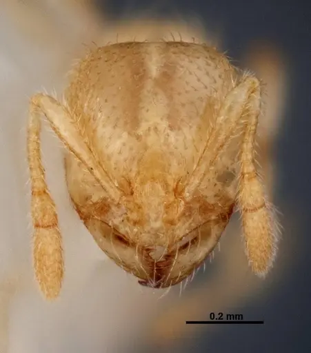 Solenopsis pergandei specimen FMNHINS0000049898 image fmnhins0000049898_2