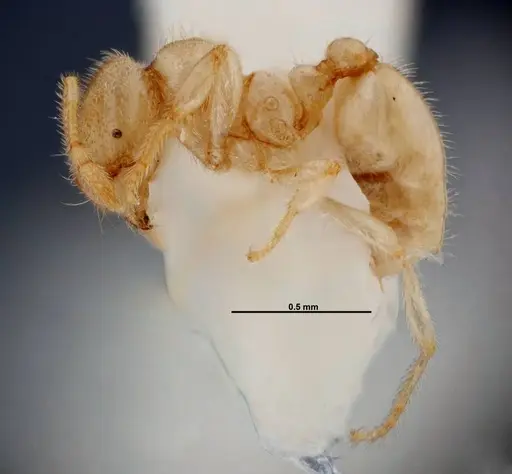 Solenopsis pergandei specimen FMNHINS0000049898 image fmnhins0000049898_3