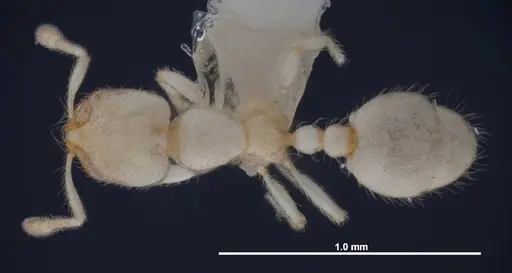 Solenopsis pergandei specimen FMNHINS0000078525 image fmnhins0000078525_1