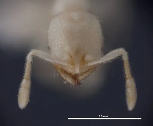 Solenopsis pergandei specimen FMNHINS0000078525 image fmnhins0000078525_2