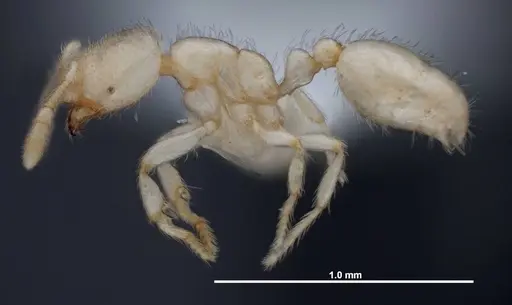 Solenopsis pergandei specimen FMNHINS0000078525 image fmnhins0000078525_3