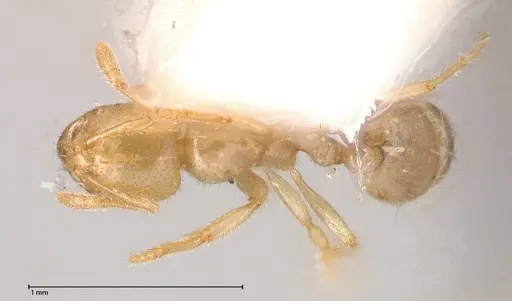 Solenopsis pergandei specimen FOCOL0640-1 image focol0640-1_1