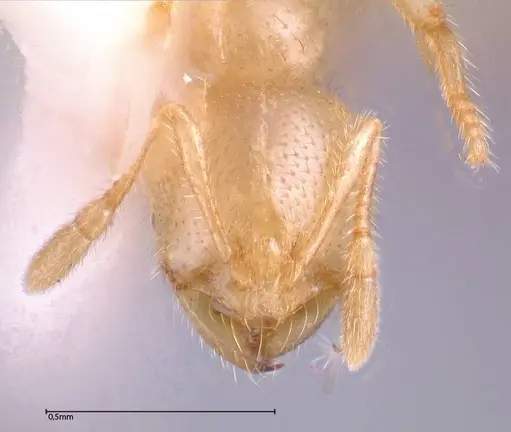 Solenopsis pergandei specimen FOCOL0640-1 image focol0640-1_2