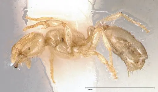 Solenopsis pergandei specimen FOCOL0640-1 image focol0640-1_3