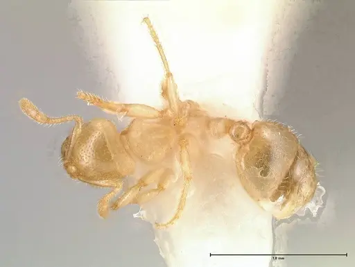 Solenopsis pergandei specimen FOCOL0640-2 image focol0640-2_1
