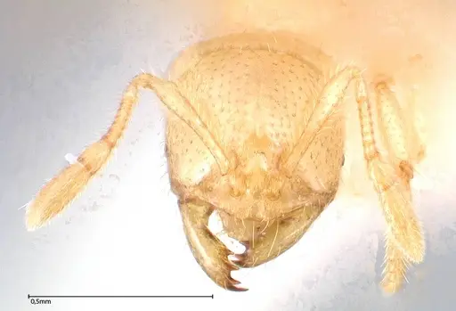 Solenopsis pergandei specimen FOCOL0640-2 image focol0640-2_2