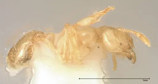 Solenopsis pergandei specimen FOCOL0640-2 image focol0640-2_3