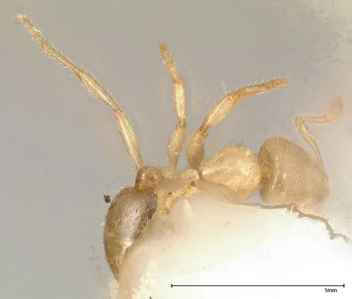 Solenopsis pergandei specimen FOCOL0640-3 image focol0640-3_1