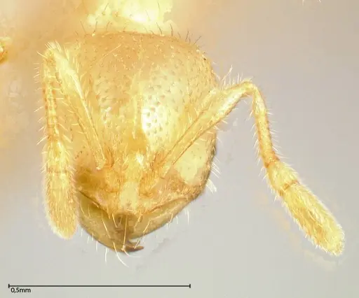 Solenopsis pergandei specimen FOCOL0640-3 image focol0640-3_2