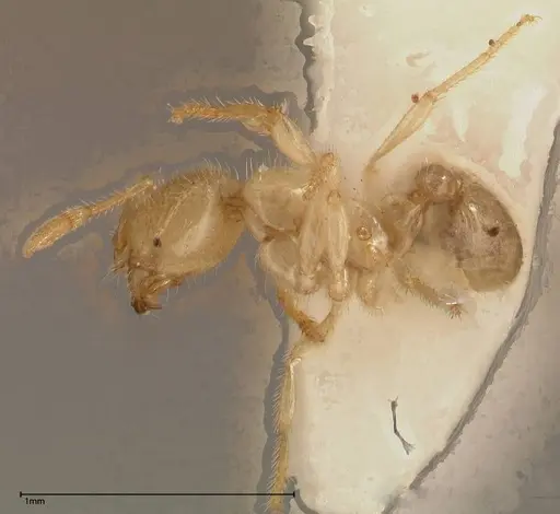 Solenopsis pergandei specimen FOCOL0640-3 image focol0640-3_3