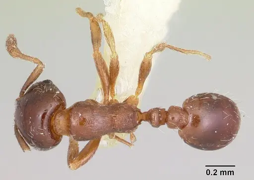 Solenopsis photophila specimen CASENT0103211 image casent0103211_1