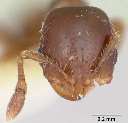 Solenopsis photophila specimen CASENT0103211 image casent0103211_2