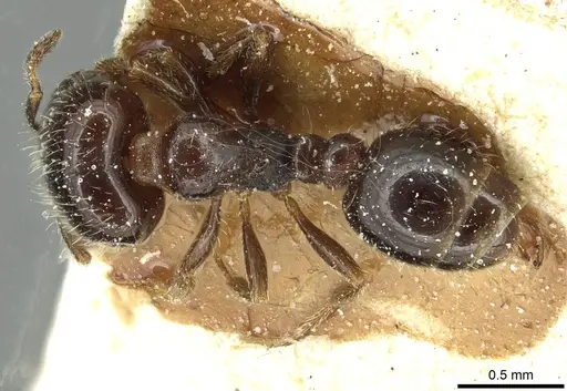 Solenopsis photophila specimen CASENT0913916 image casent0913916_1