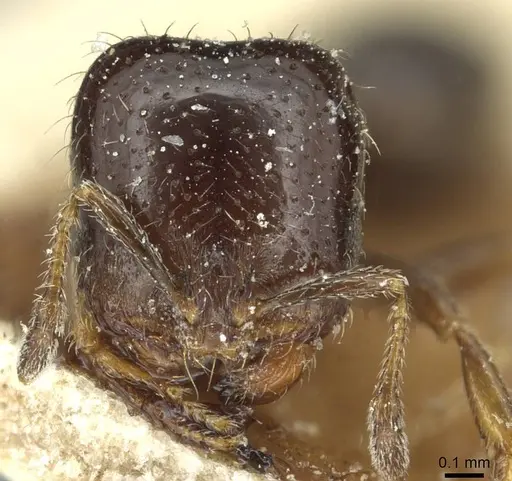 Solenopsis photophila specimen CASENT0913916 image casent0913916_2