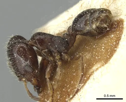 Solenopsis photophila specimen CASENT0913916 image casent0913916_3