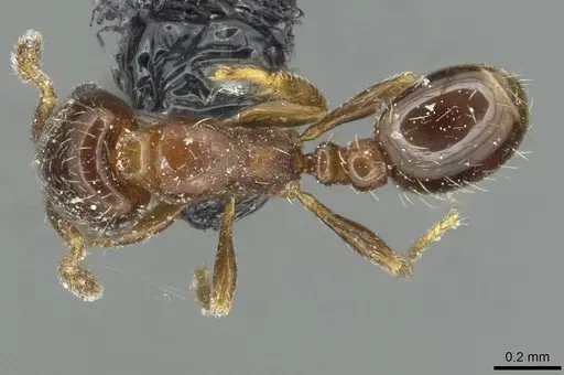 Solenopsis photophila specimen CASENT0913917 image casent0913917_1