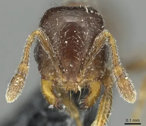 Solenopsis photophila specimen CASENT0913917 image casent0913917_2