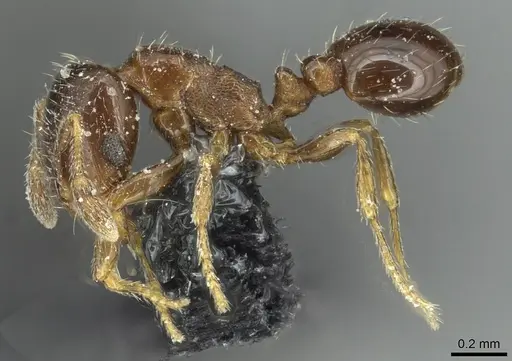 Solenopsis photophila specimen CASENT0913917 image casent0913917_3