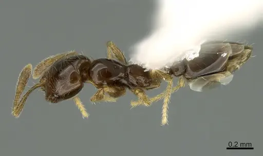 Solenopsis picea specimen CASENT0217940 image casent0217940_1